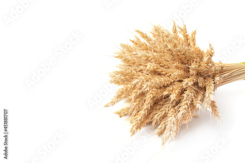 Bouquet of ripe rye spikelets on white background. Wheat is golden in color and light and dark beige tones. Minimalism. Copy space