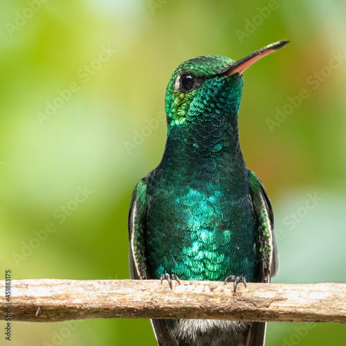 Obraz na płótnie esmeralda zunzún​ (Chlorostilbon ricordii)