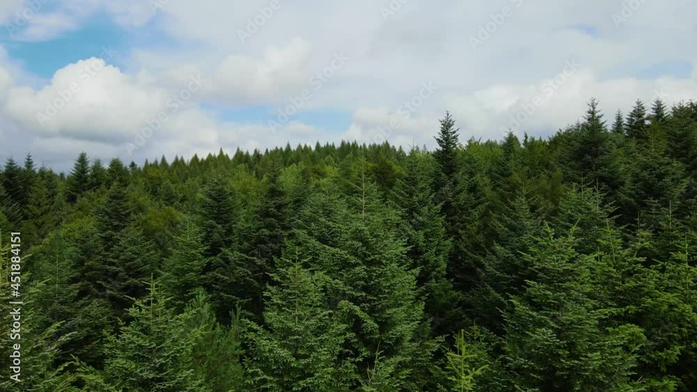 Harz forest densely planted top view flying drone coniferous deciduous green beautiful view Harz forest densely planted top view flying drone coniferous deciduous green beautiful view