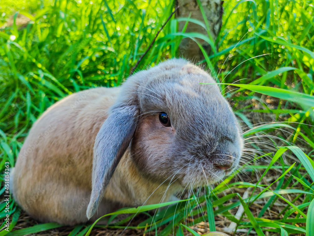 Bunny rabbit on the grass. Close up.Rabbit on a green grass in summer day. Cute little Easter bunny in the meadow. Green grass under the sunbeams. little hare sitting in the grass. Bunny rabbit on the grass. Close up.Rabbit on a green grass in summer day. Cute little Easter bunny in the meadow. Green grass under the sunbeams. little hare sitting in the grass.