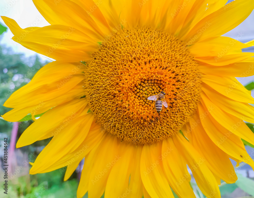 Close up of sunflower on green background.Close up Sunflowers and flying bee with mountains background.Honey Bee pollinating sunflower. Sunflower field in background.Sunflower and bee. Close up of sunflower on green background.Close up Sunflowers and flying bee with mountains background.Honey Bee pollinating sunflower. Sunflower field in background.Sunflower and bee.