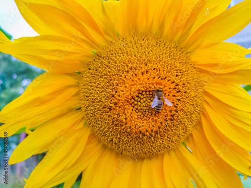 Close up of sunflower on green background.Close up Sunflowers and flying bee with mountains background.Honey Bee pollinating sunflower. Sunflower field in background.Sunflower and bee.