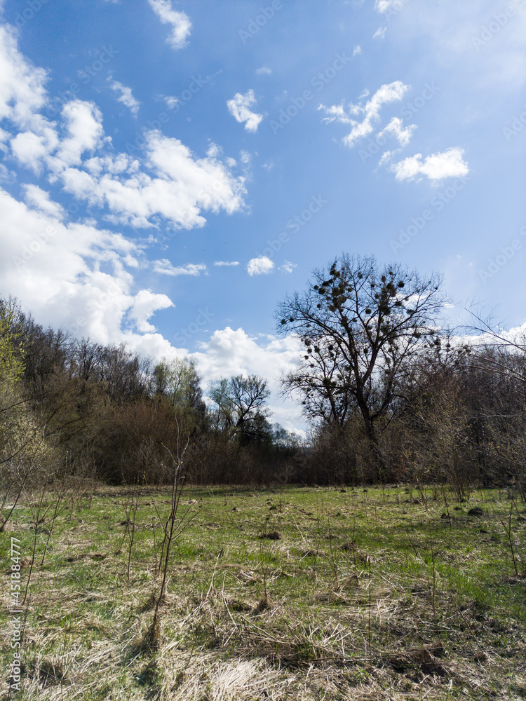 Obraz premium forest and sky