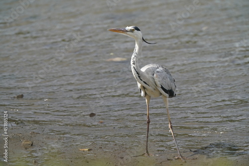 gray heron in the pond