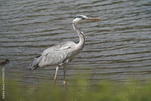 gray heron in the pond