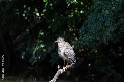 black crowned night heron in the forest