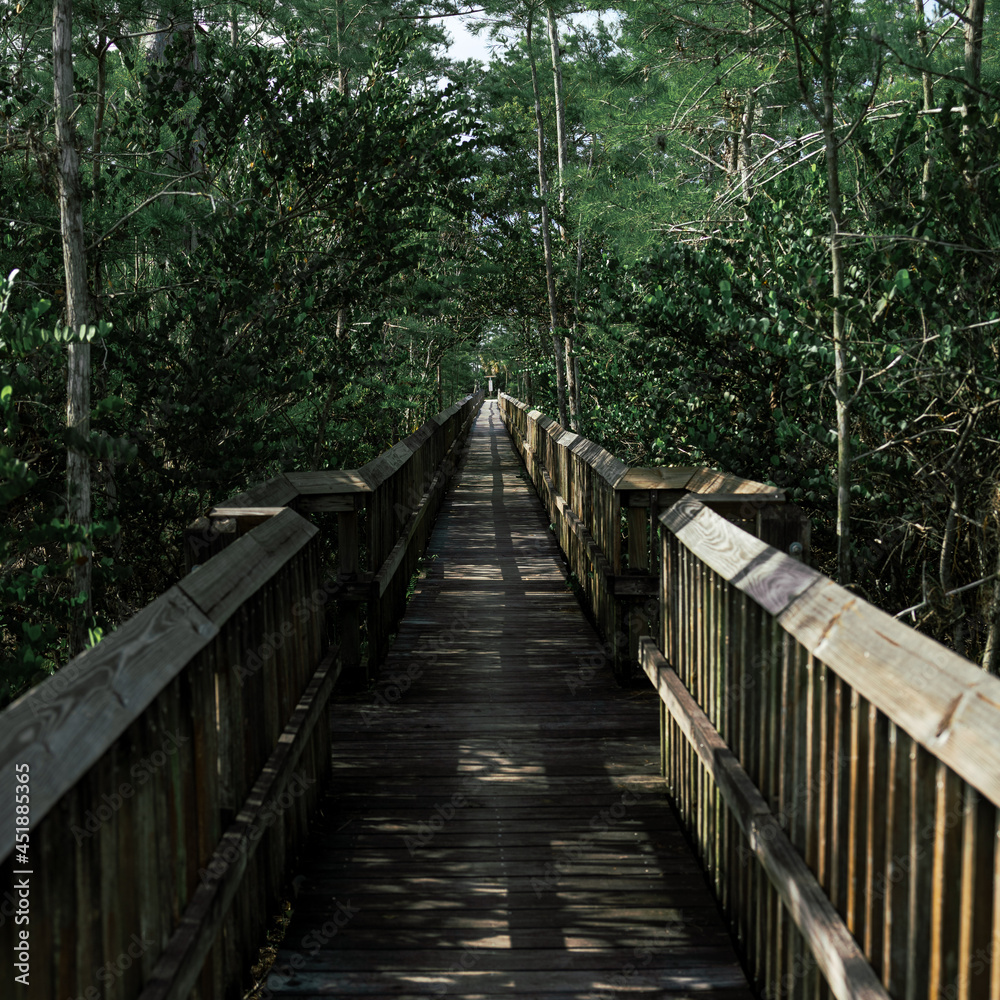 boardwalk in the forest