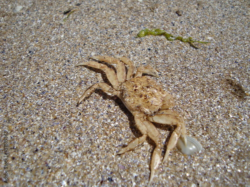 crab on the sand © Tatyana