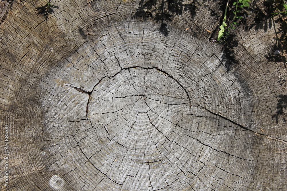 Fototapeta premium 古い年輪