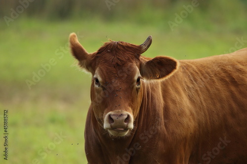 A cow with one horn.
