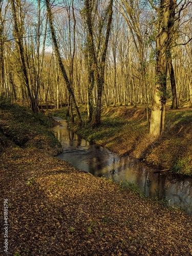 Belgrad Forest photo