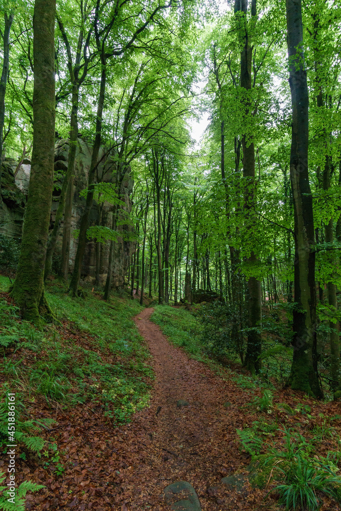 Foot path through forest with rock formations in Mullerthal in spring time, Luxembourg