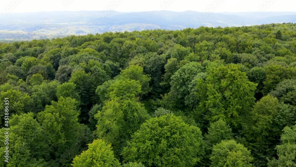 Harz forest densely planted top view flying drone coniferous deciduous green beautiful view Harz forest densely planted top view flying drone coniferous deciduous green beautiful view