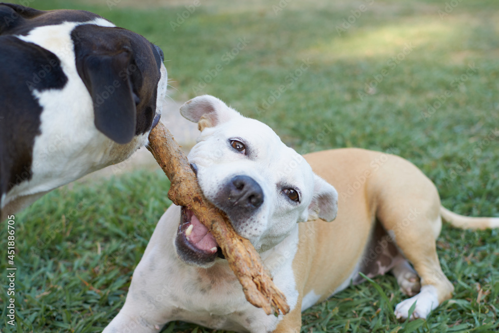 American staffordshire terrier dogs playing in a garden with a wooden stick American staffordshire terrier dogs playing in a garden with a wooden stick