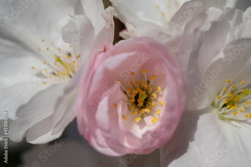 Close up spring almond blossoms