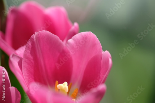 Pink tulip flowers close up with green background