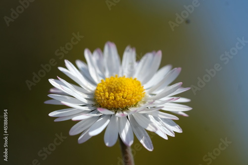 White daisy flower close up with green background