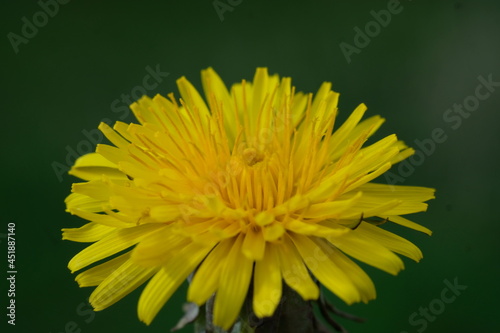 yellow blooming flower of a dandelion close up