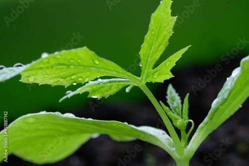 Green wet leaves closeup