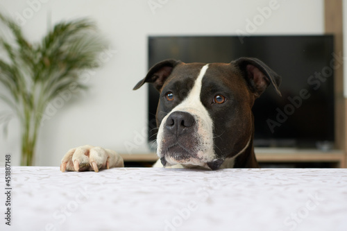 Black and white american staffordshire terrier dog waiting for an award