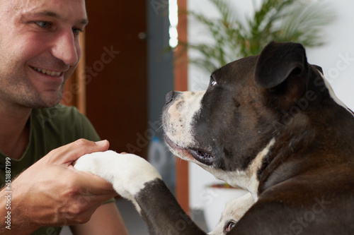Man with a black and white american staffordshire terrier dog holding his paw