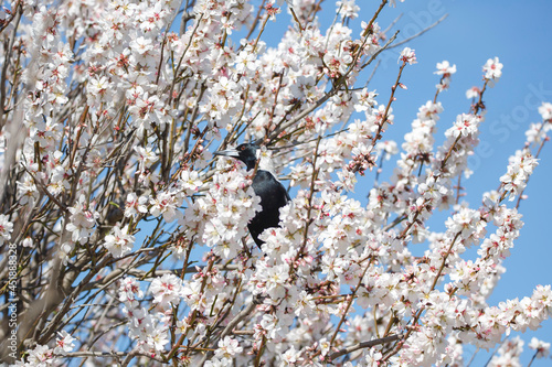 Magpie bird perched in a blossom tree flowering in spring in Adelaide, South Australia photo