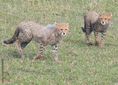 Cheetah Cub(s)
