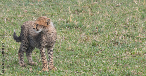 Cheetah Cub(s) photo