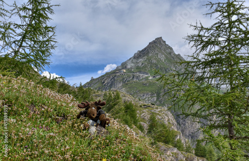 Almenrausch, Steinrose, Almrose, Almrausch, Elch, Stofftier, wild, Kuscheltier, Geweih, gefährlich, Blumenwiese, imposant, Blume, Blüte, Alpenrose, Bewimperte Alpenrose, Rostblättrige Alpenrose, Strau photo