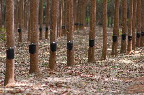 natural latex harvesting - rubber tree