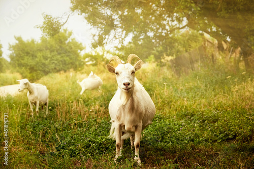 White horned goat grazes summer denm on green grass