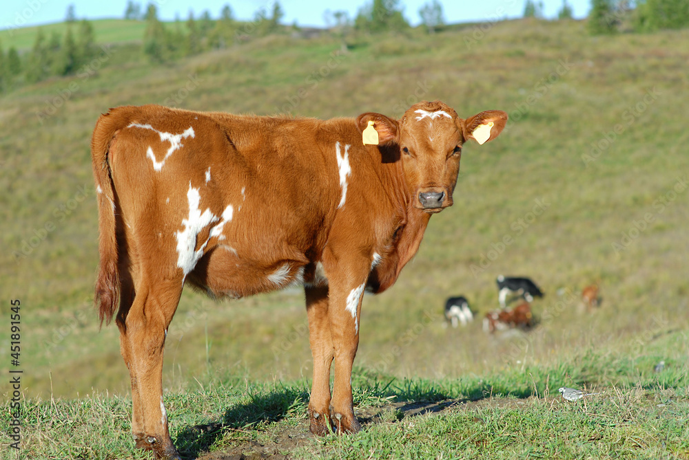 Rural landscape with brown young cow on green pastures. There are other cows grazing in the distance. Farm Animal. Rural landscape with brown young cow on green pastures. There are other cows grazing in the distance. Farm Animal.