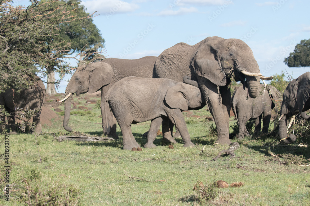 Obraz premium Elephants in Kenya