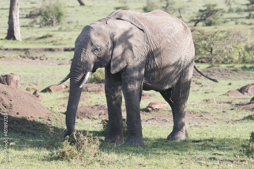 Elephants in Kenya