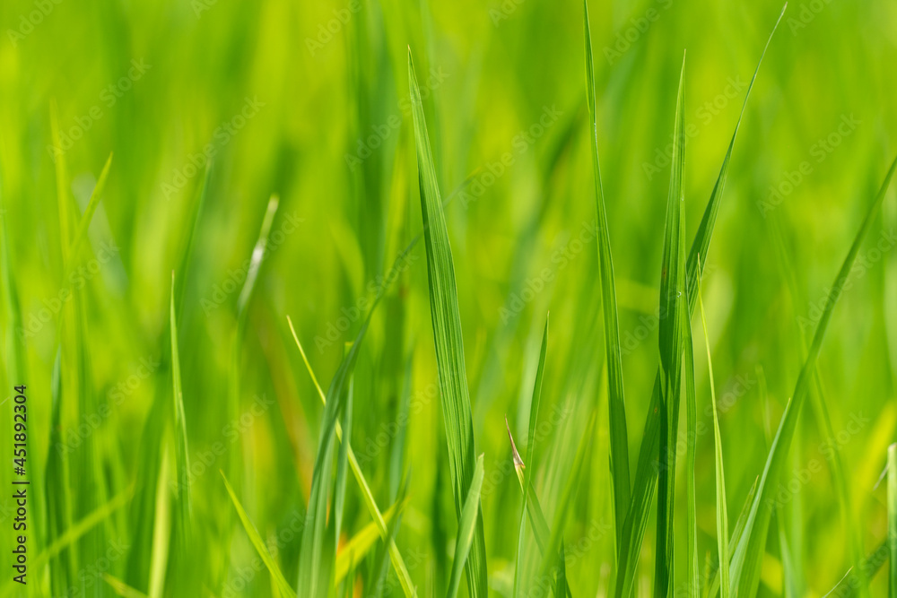 Close up to the beautiful Green paddy rice field from drone view for background. Close up to the beautiful Green paddy rice field from drone view for background.