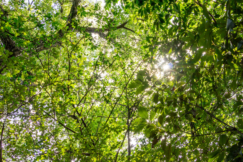 Obraz premium 緑の森と木漏れ日