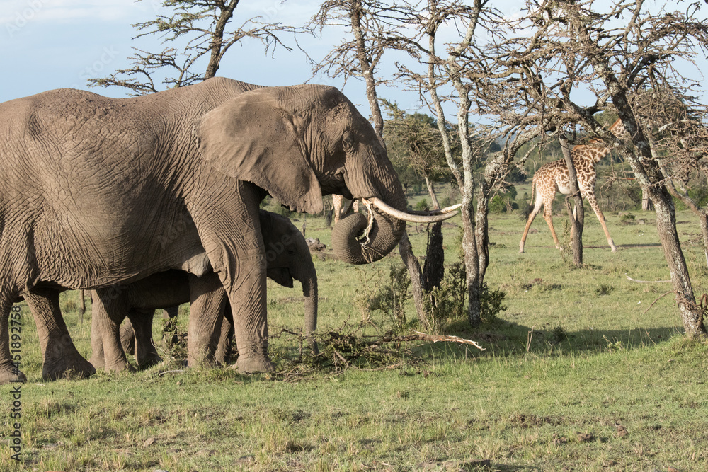 Elephants in Kenya Elephants in Kenya