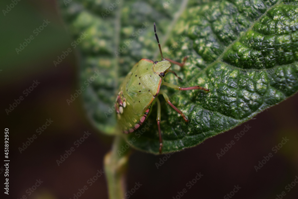 Insecte : punaise verte. Insecte : punaise verte.