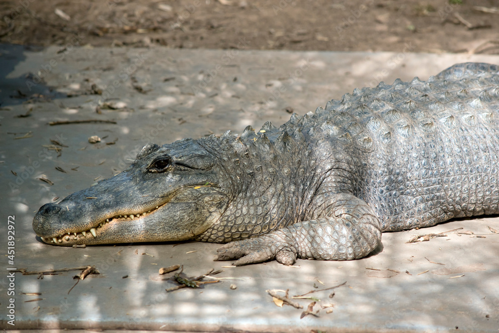 Fototapeta premium the alligator has sharp pointed teeth
