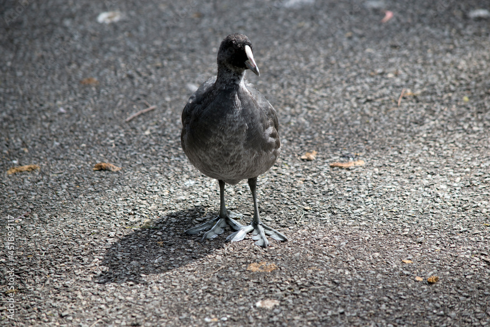Fototapeta premium the Eurasian coot chick is walking on the path