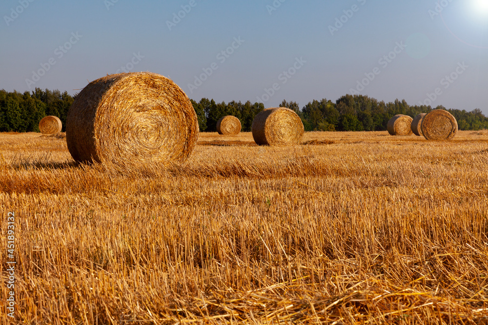 Rolled straw lies on the field in the rays of the bright sun