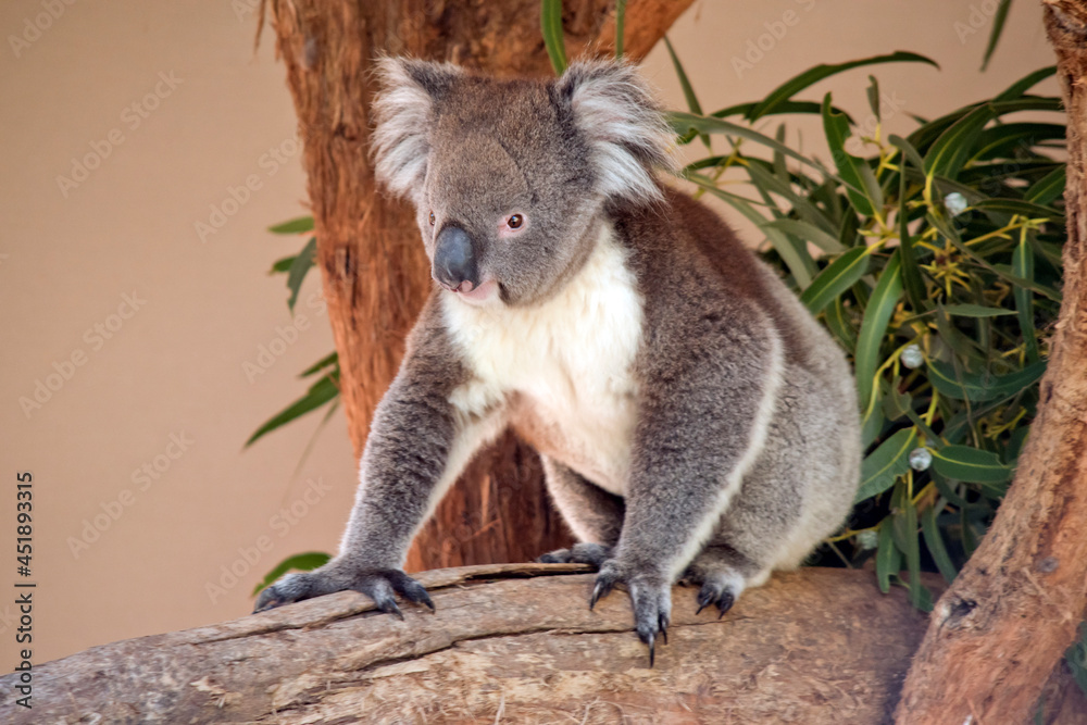 Naklejka premium the koala is sitting on a tree branch