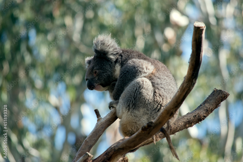 Naklejka premium the koala is sitting in the fork of a tree