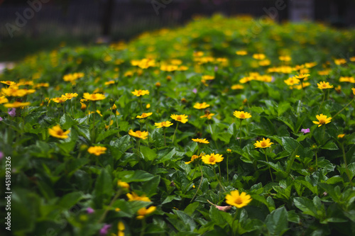 yellow flowers in the meadow