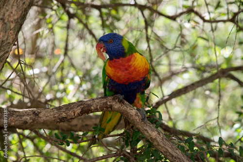 the rainbow lorikeet is a colorful bird