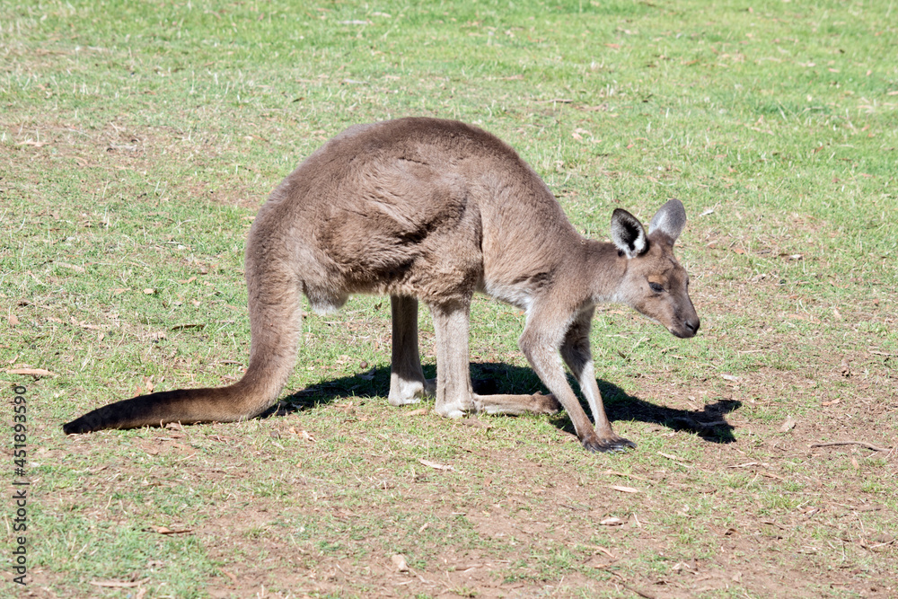 this is a side view of a western grey kangaroo