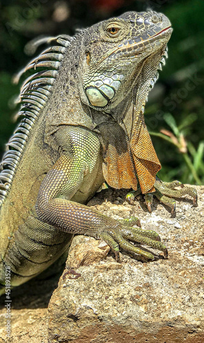 iguana on a tree