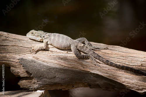 this is a side view of a water dragon lizard