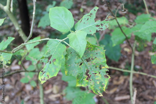 focus on the leaves that have holes because they are eaten by caterpillars