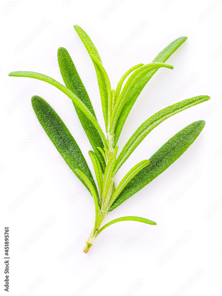 Obraz premium Close up branch of fresh rosemary isolated on white background top view.